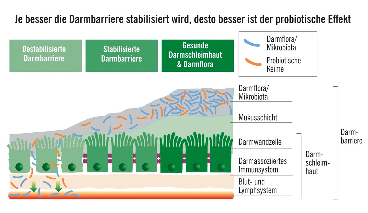 Verdacht auf Reizdarm? Darmbarriere prüfen lassen / Immer wieder Durchfall, Blähungen, Krämpfe: Noch ganz dicht (im Darm)?