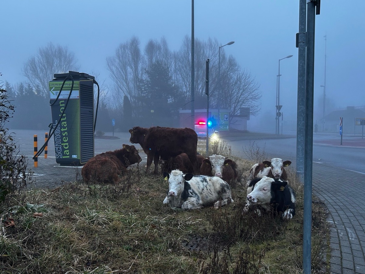 POL-PDPS: Kühe vor dem Kino