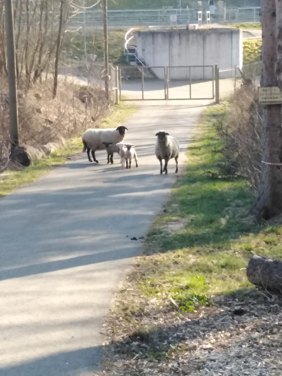 POL-PDTR: Tierhalter von freilaufenden Schafen gesucht