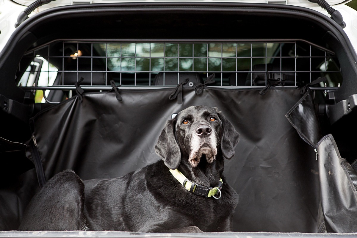 Des vacances sereines pour les propriétaires d&#039;animaux de compagnie