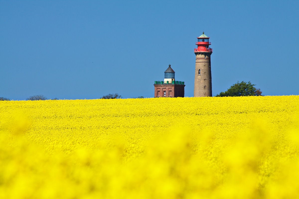 Rapsblüte 2023 / Bauers Liebling