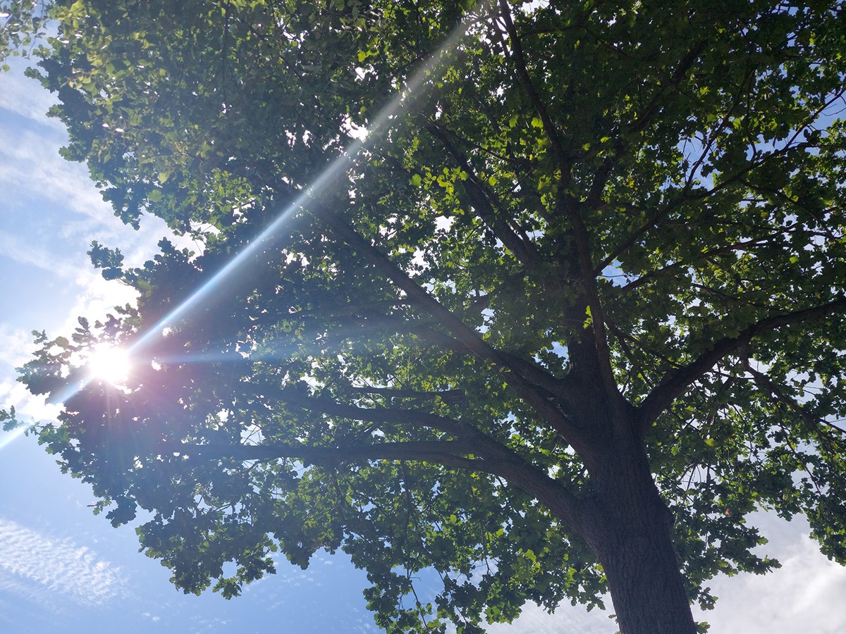 Mehr Grün, mehr Lebensqualität: Der Baum und die Großstadt