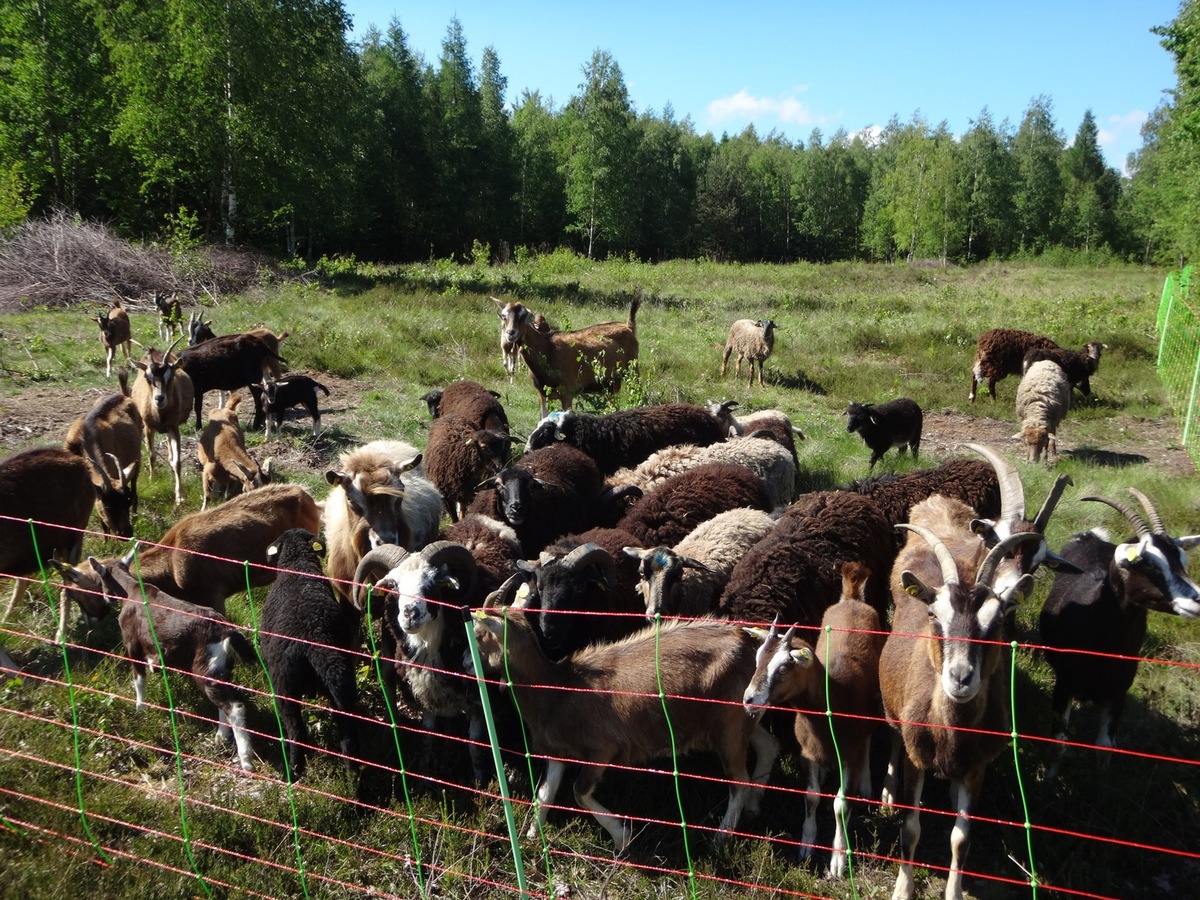 Tierische Landschaftspfleger im Hartmannsdorfer Forst