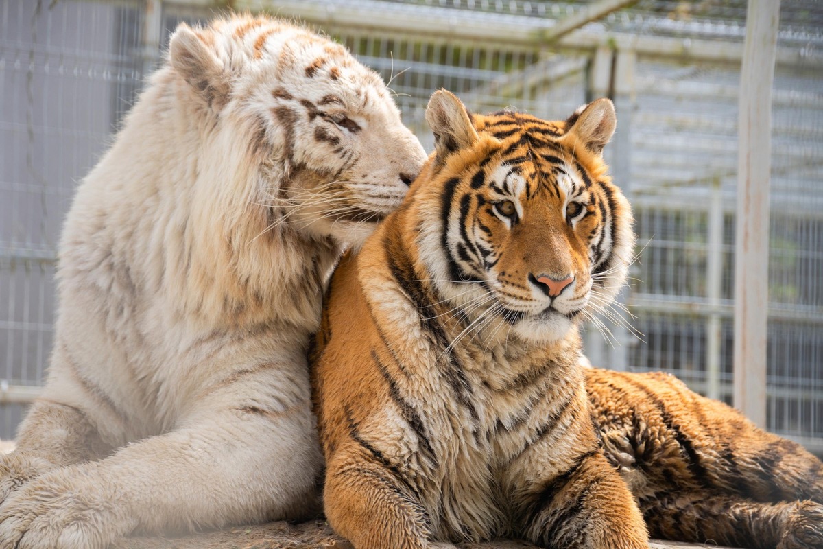 En Slovaquie, QUATRE PATTES soigne trois jeunes tigres confisqués