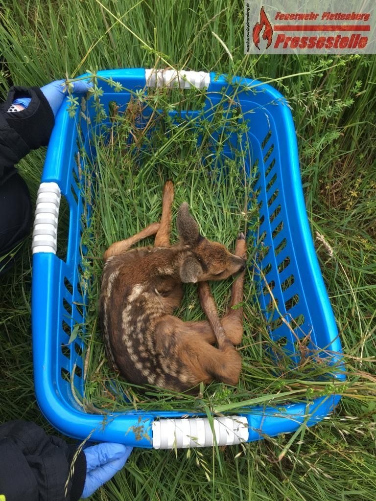 FW-PL: OT Eiringhausen. Feuerwehr rettet schreiendes Rehkitz. Ein Herscheider Bauernhof nimmt das geschwächte Tierbaby zum Aufpäppeln in Obhut.