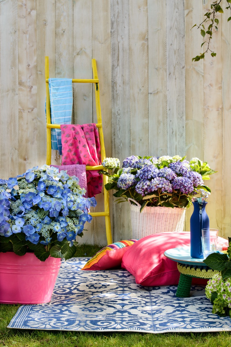 Happy Life im heimischen Garten / Farbenfrohes Sommerfest mit der Gartenhortensie