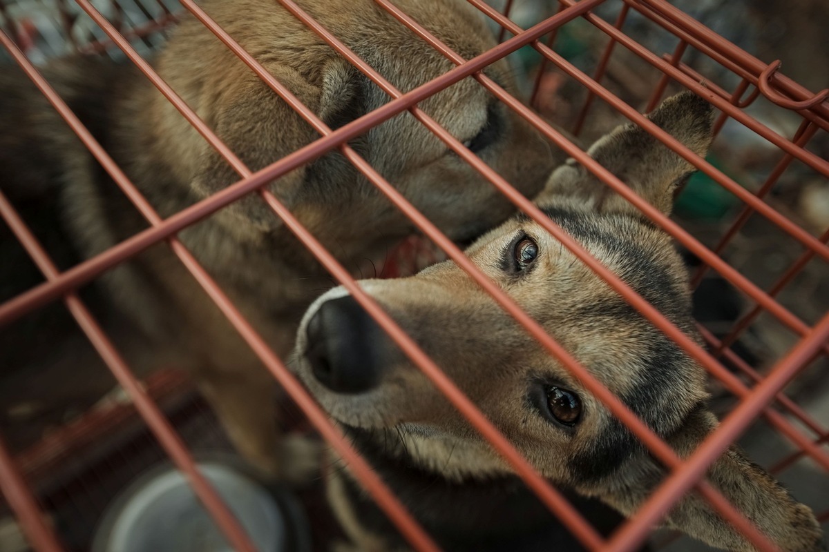 Au Vietnam, Hoi An, cité inscrite au patrimoine mondial de l&#039;UNESCO, interdit la viande de chien et chat