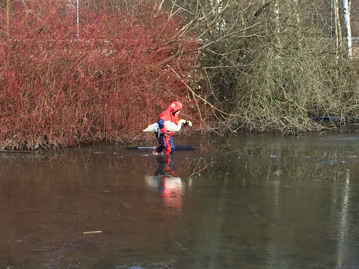 FW-MH: Verletzter Schwan im Eis - Tierrettung an der Ruhr #fwmh