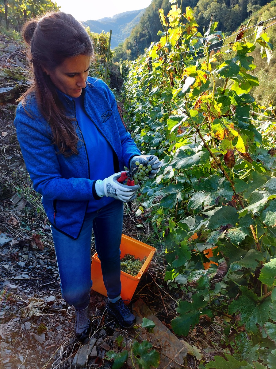 Rekordbeteiligung beim Ford Volunteering &quot;Community Involvement&quot;