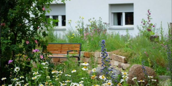 Presse-Einladung zum Weltbienentag: So schütze ich Insekten im Garten!