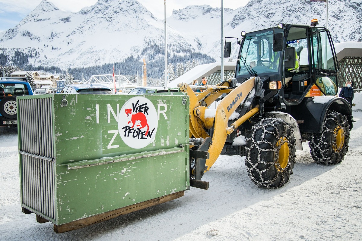 Bärin Jambolina erhält im Arosa Bärenland ein neues Zuhause