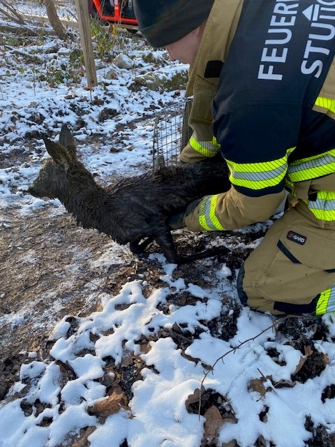 FW Stuttgart: Feuerwehr rettet Reh aus Wassergrube