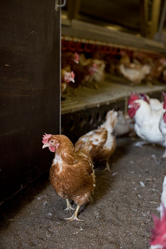 Migros setzt auf Schweizer Fleisch und bessere Haltungsbedingungen von Tieren im Ausland