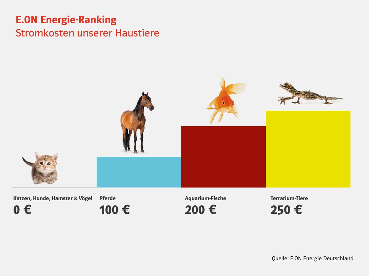 Internationaler Katzentag: Stubentiger sind die stromsparendsten Haustiere