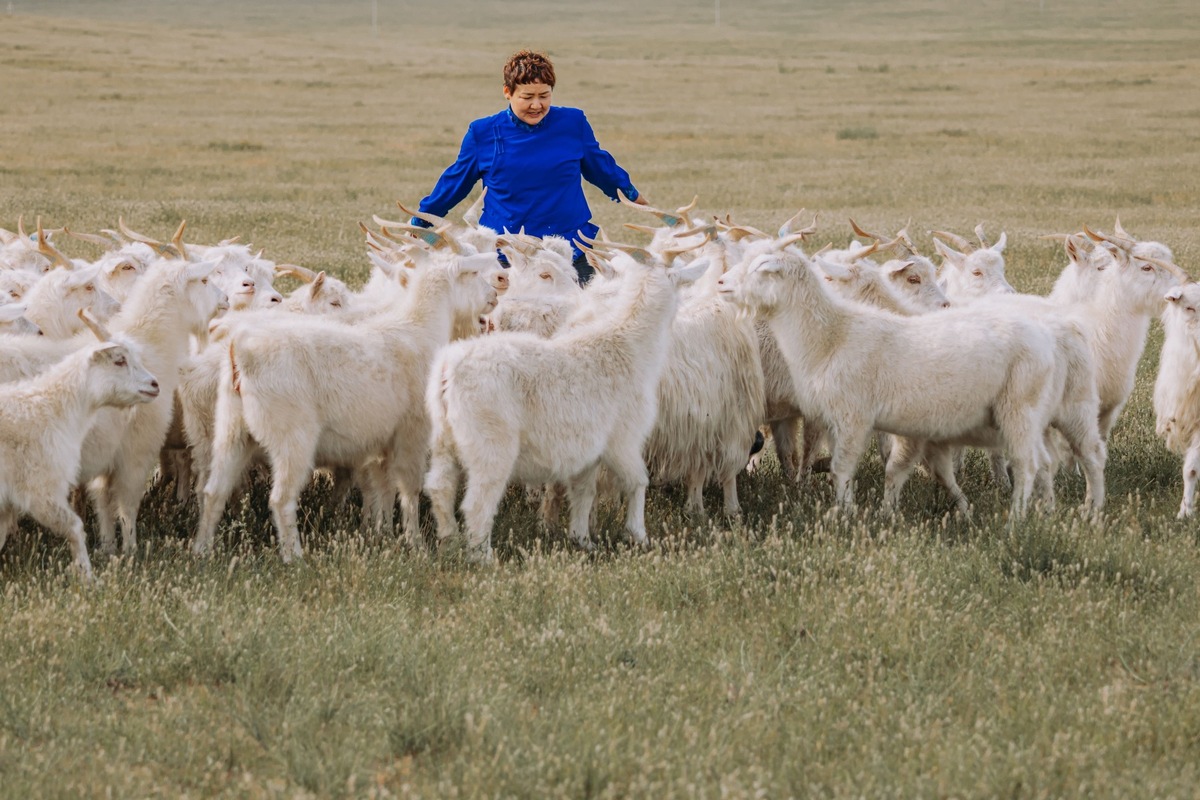 The Good Cashmere Standard schärft sein Profil: Tierwohl und Transparenz im Fokus