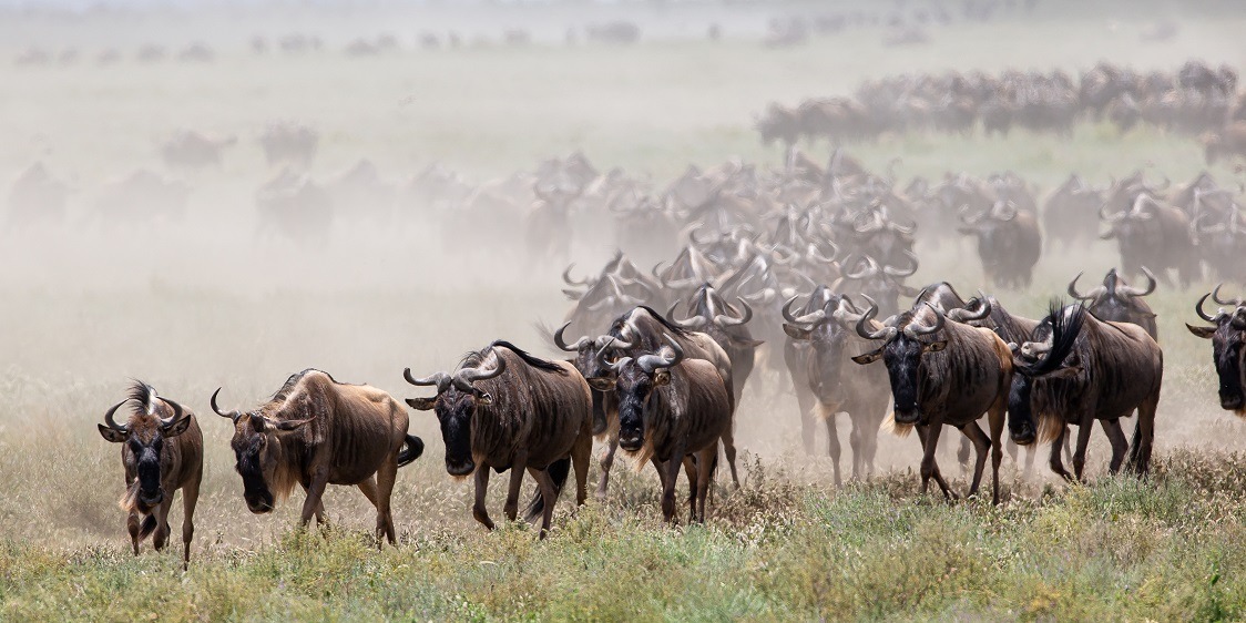 Wilderness Premiere in Tanzania: Wilderness Usawa Serengeti folgt ab Juli in mobilen Camps der spektakulären großen Migration