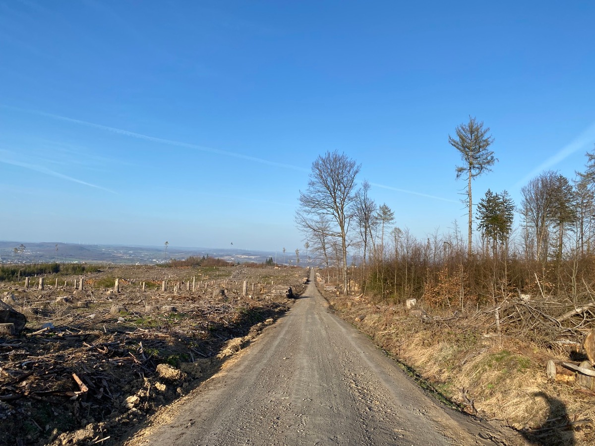 50 eRECHNUNGen für einen Baum im Westerwald