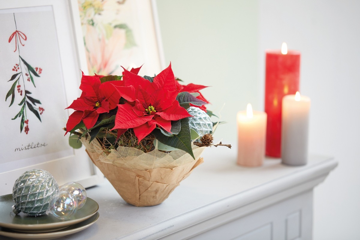 Farbenfrohe Mitbringsel für jede Gelegenheit: Weihnachtssterngeschenke mit Pfiff