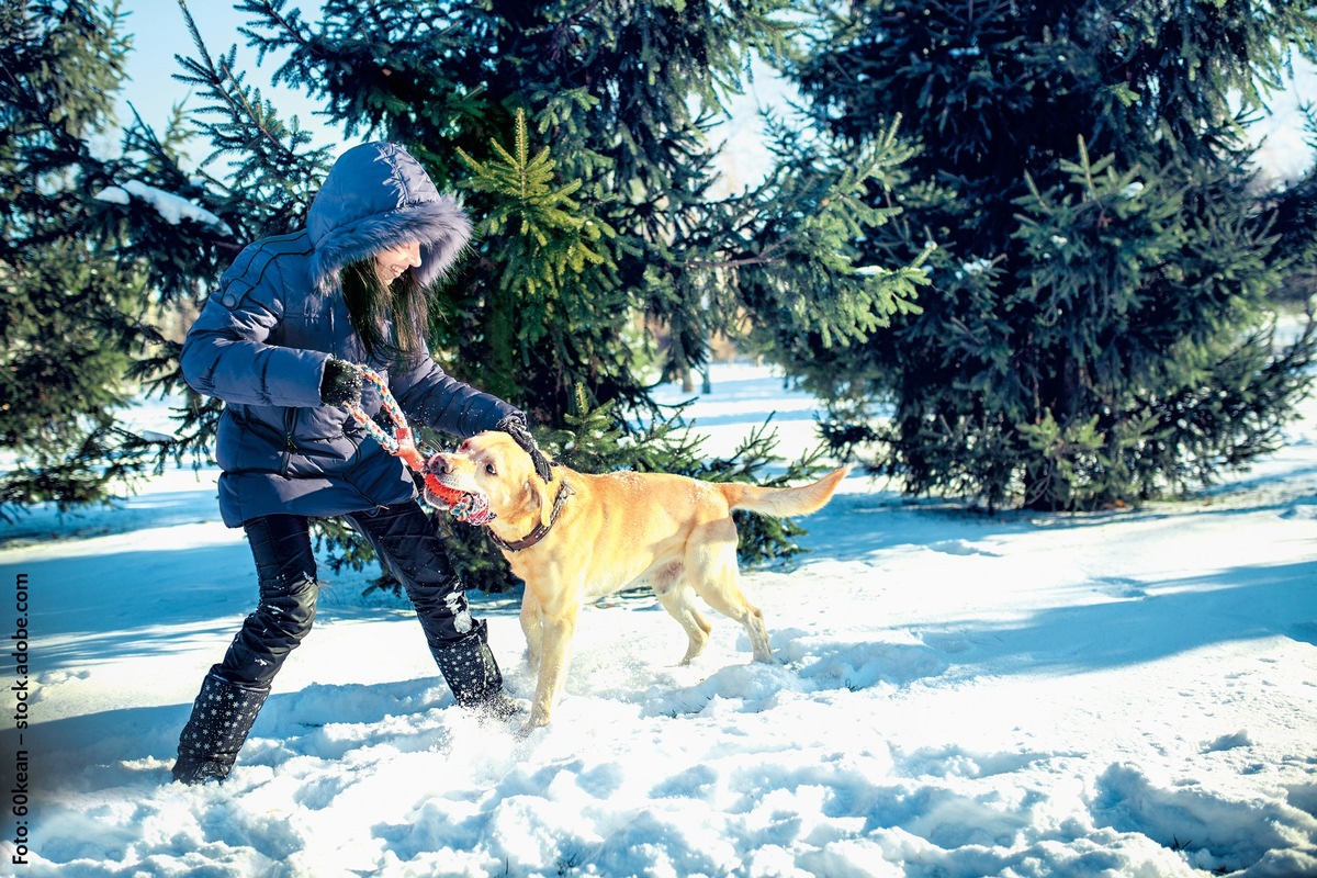 Ach, du dicker Hund - jeder vierte Hund ist übergewichtig