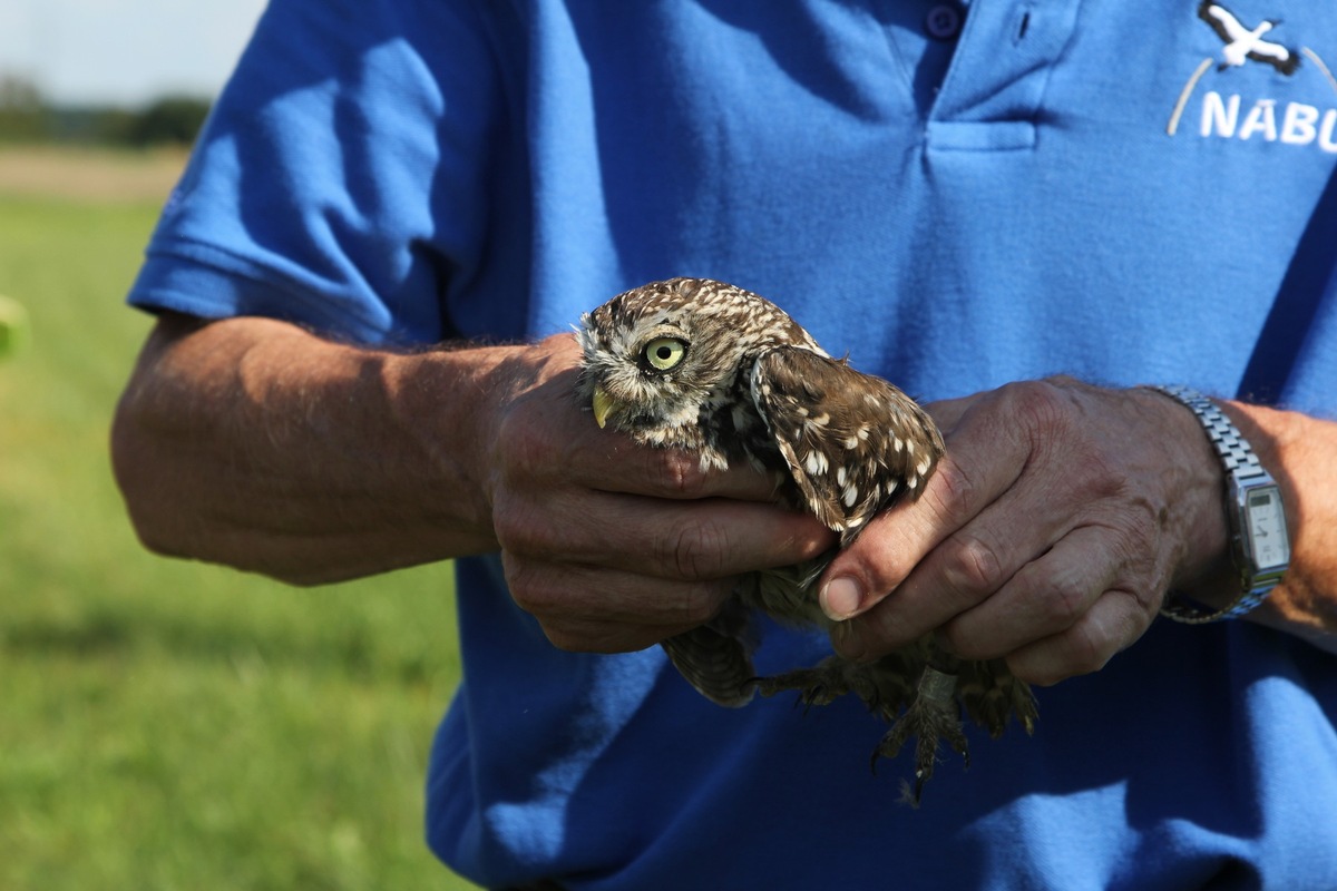 Presseinformation: Sechs Steinkäuze für die Region – Erdgas Südwest unterstützt Biodiversität mit NABU Hambrücken