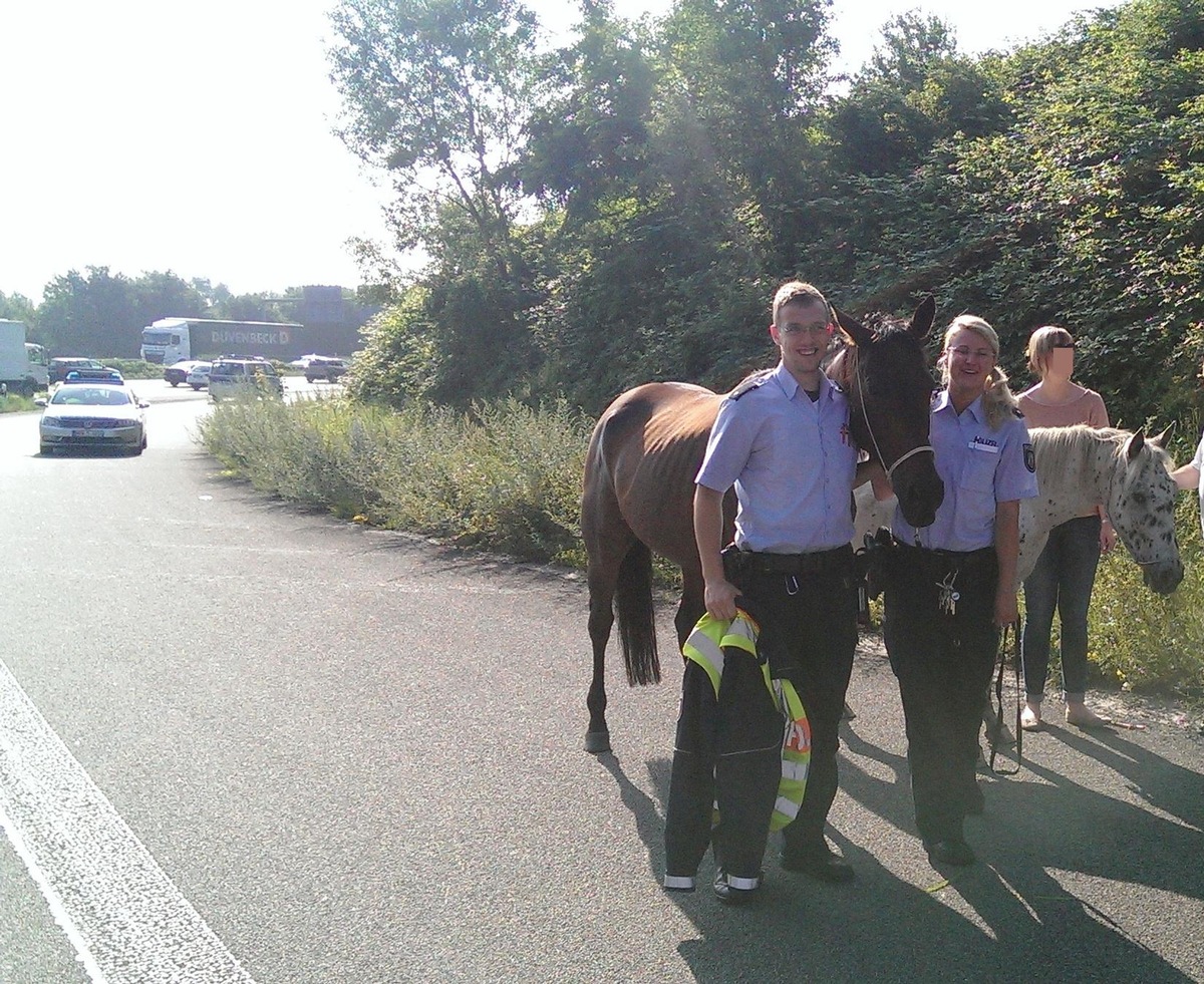 POL-D: Düsseldorf/Ratingen: Autobahnkreuz Breitscheid - Zwei Pferde &quot;büxten&quot; aus - Beherzte Zeugen halten Ausreißer fest - Keine Verletzten - Foto hängt als Datei an