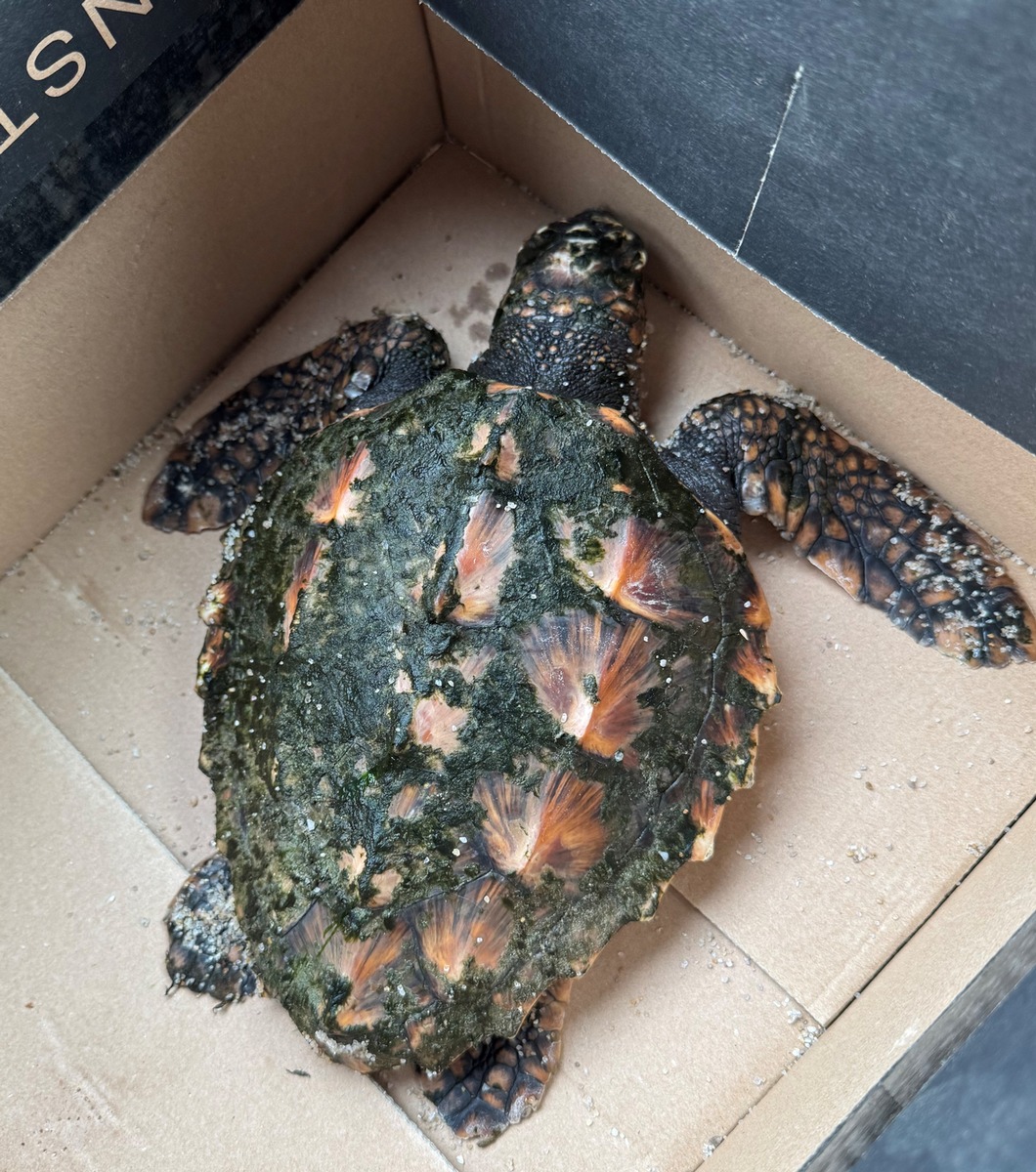 POL-FL: Urlauber finden Heiligabend Unechte Karettschildkröte am Strand