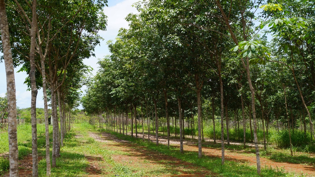 TIMBERFARM- Mit gutem Gewissen und hoher Rendite Geld anlegen