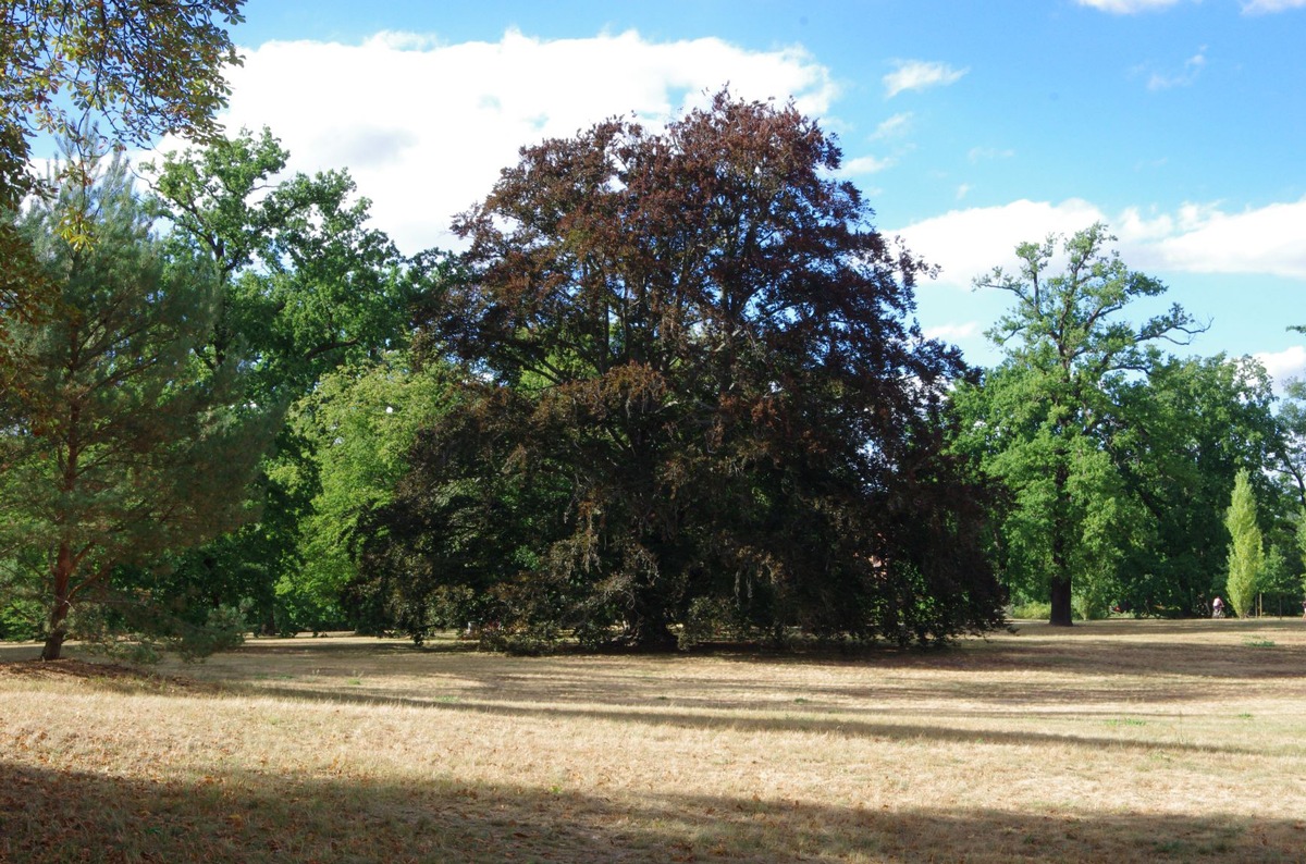 DBU: Historische Parks im Klimastress – Erstmals deutschlandweite Untersuchung