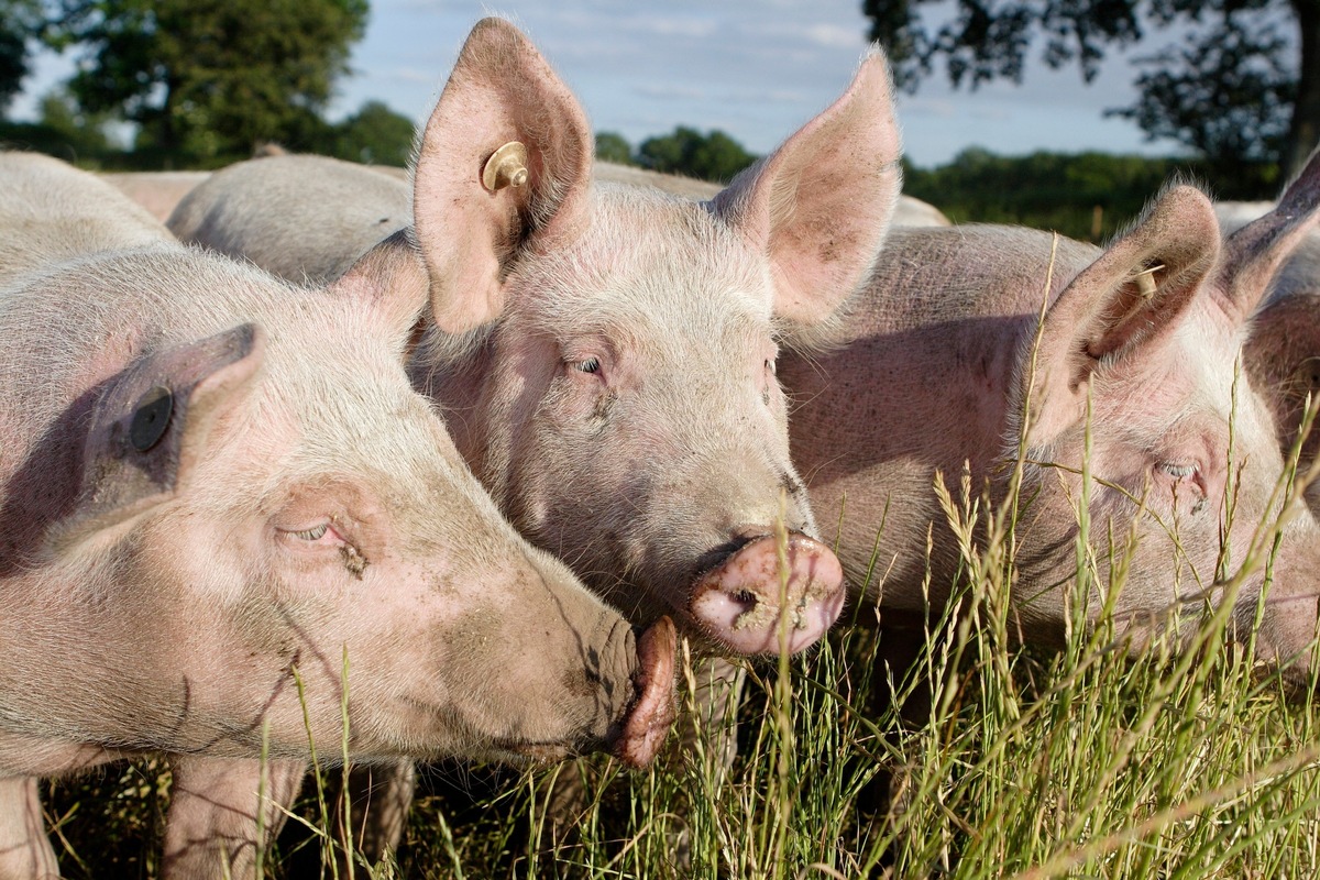 &quot;Mehr Tierschutz ist gelebter Verbraucherschutz&quot; // VIER PFOTEN erneuert Forderung an die Jamaika-Sondierer