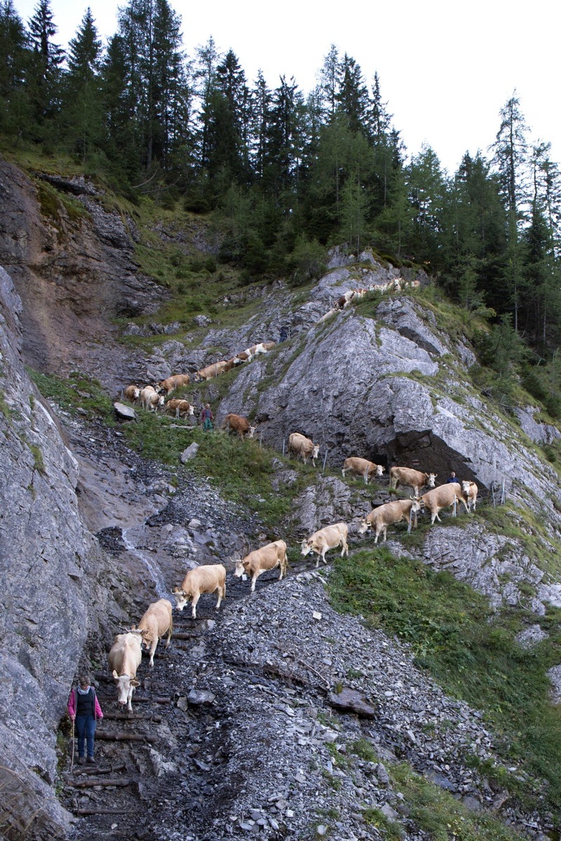 Alpabzug läutet Herbstzeit auf der Engstligenalp ein