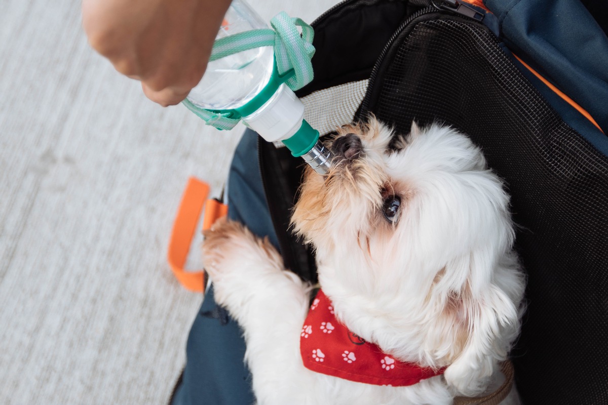 Mit diesen Tipps lässt sich der Spätsommer mit Hund und Katze entspannt genießen