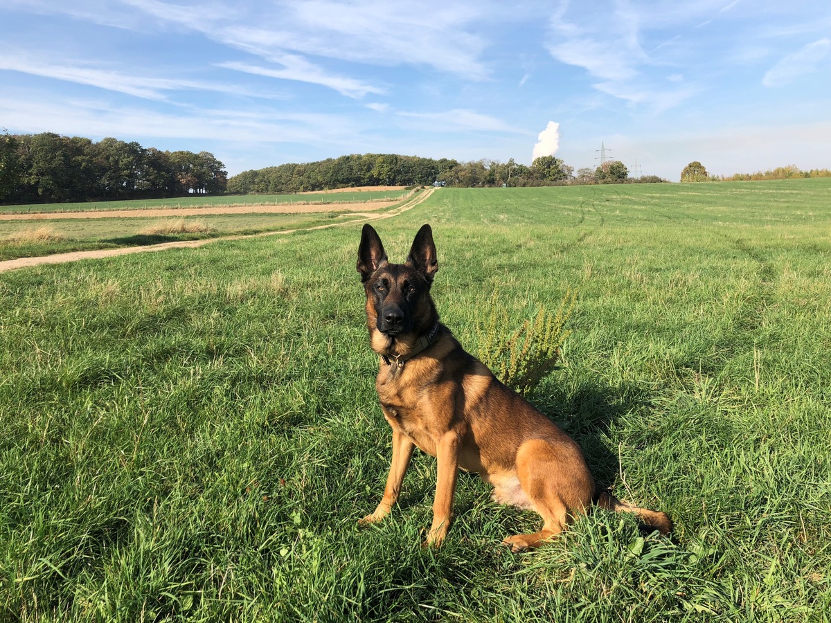 POL-DN: Dürener Polizeihund Joker stellt einen Einbrecher