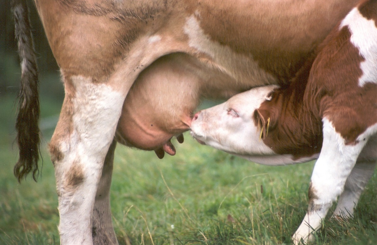 Les chocolatiers ne se soucient guère des vaches laitières et de leurs veaux