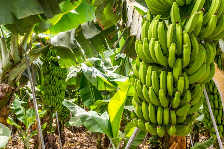 Pilotprojekt: Lidl setzt sich für existenzsichernde Löhne und Einkommen in den Erzeugerländern von Bananen ein