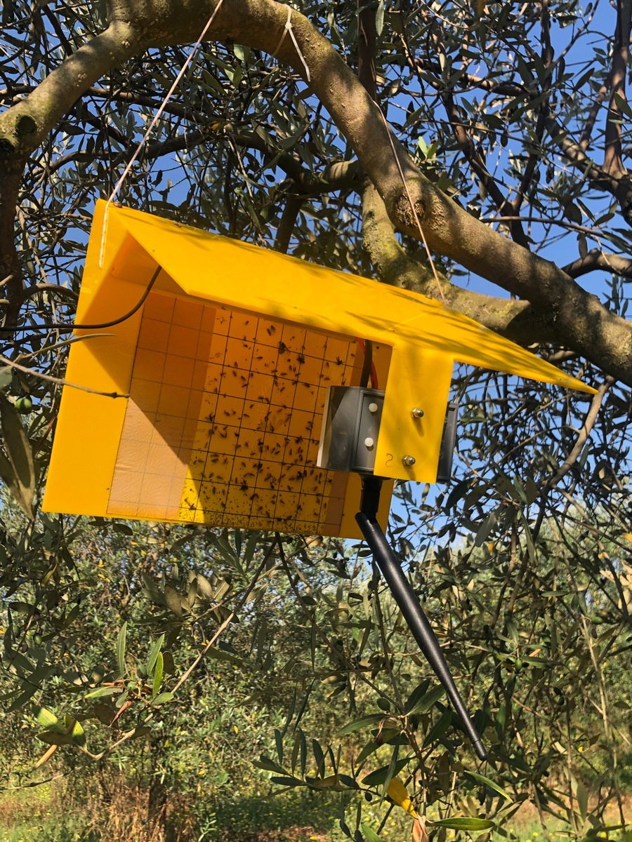 Le producteur d&#039;huile d&#039;olive améliore la protection contre la mouche de l&#039;olive