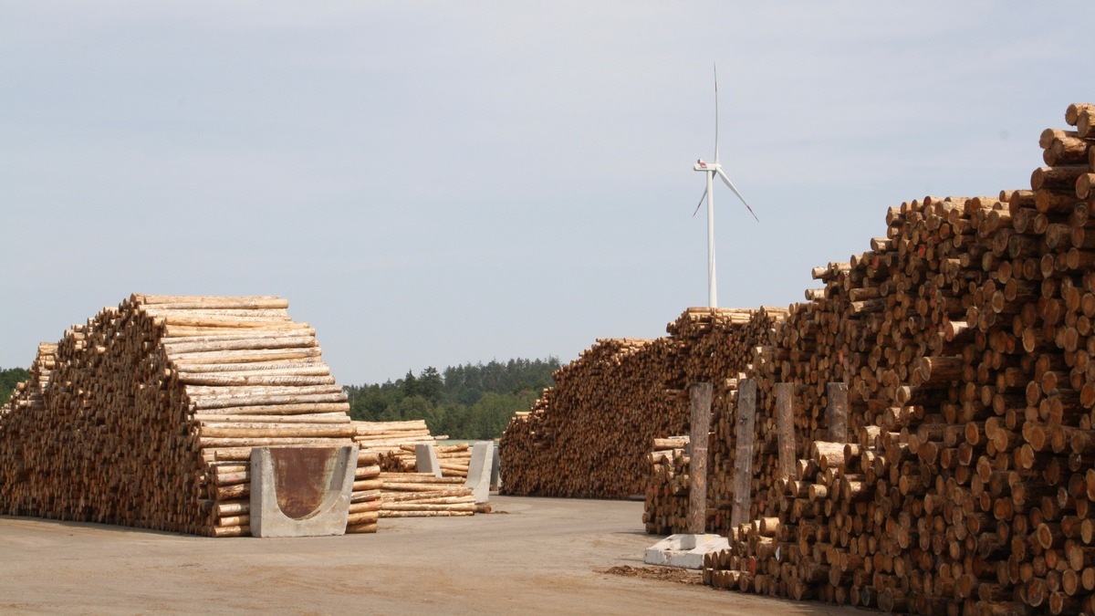 Klimaziele erfordern Gesamtrahmen für Wald und Holz