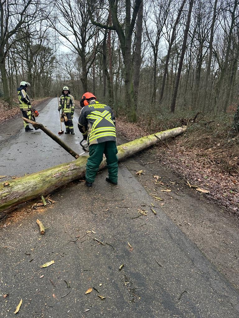 FW Hünxe: Baum auf Fahrbahn