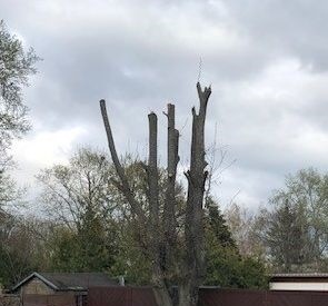 POL-PDNW: Sachbeschädigung durch drastischen Rückschnitt eines Baumes