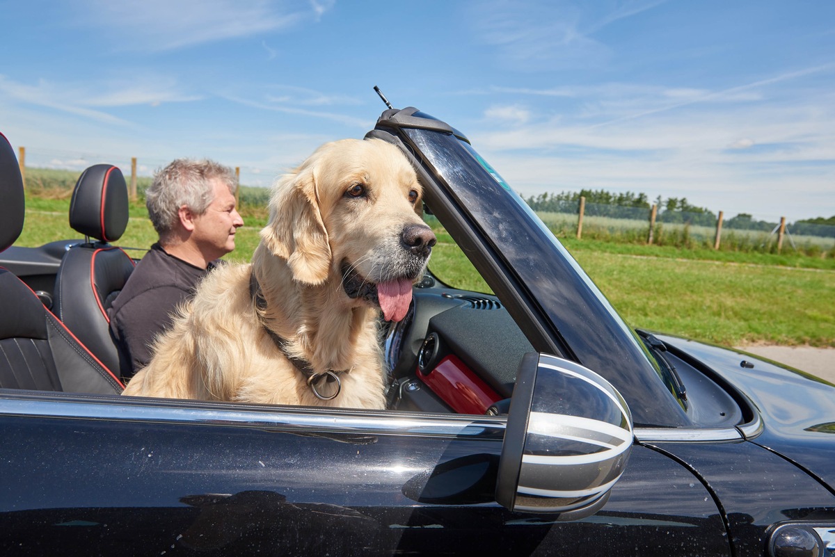 Hund im Auto: Unbedingt den Vierbeiner sichern / ADAC Testfahrten zeigen: Bei einem Unfall werden ungesicherte Tiere zur unkalkulierbaren Gefahr/ Risiko auch für Unfallhelfer