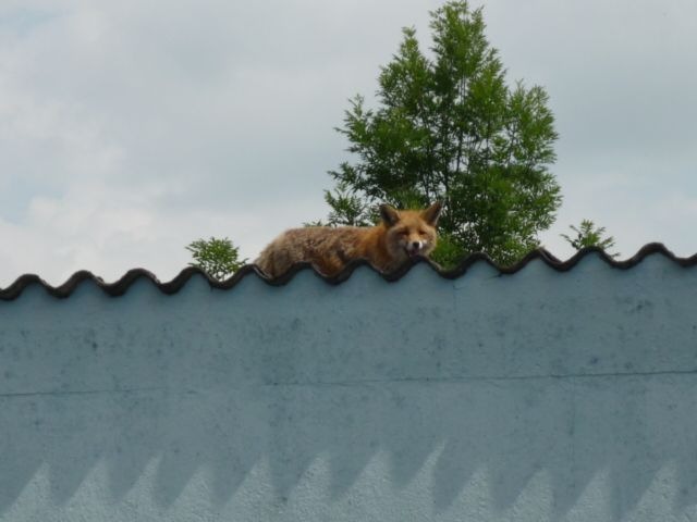 POL-HOL: Kaum zu glauben - aber wahr: Was macht der Fuchs auf dem Dach? - Gänse waren hier nicht zu holen -