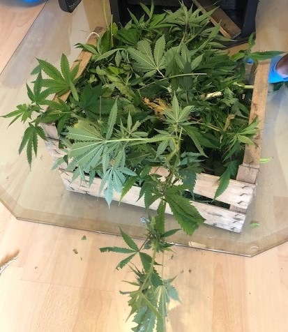 POL-PDPS: Anbau von Cannabis in Wohnung