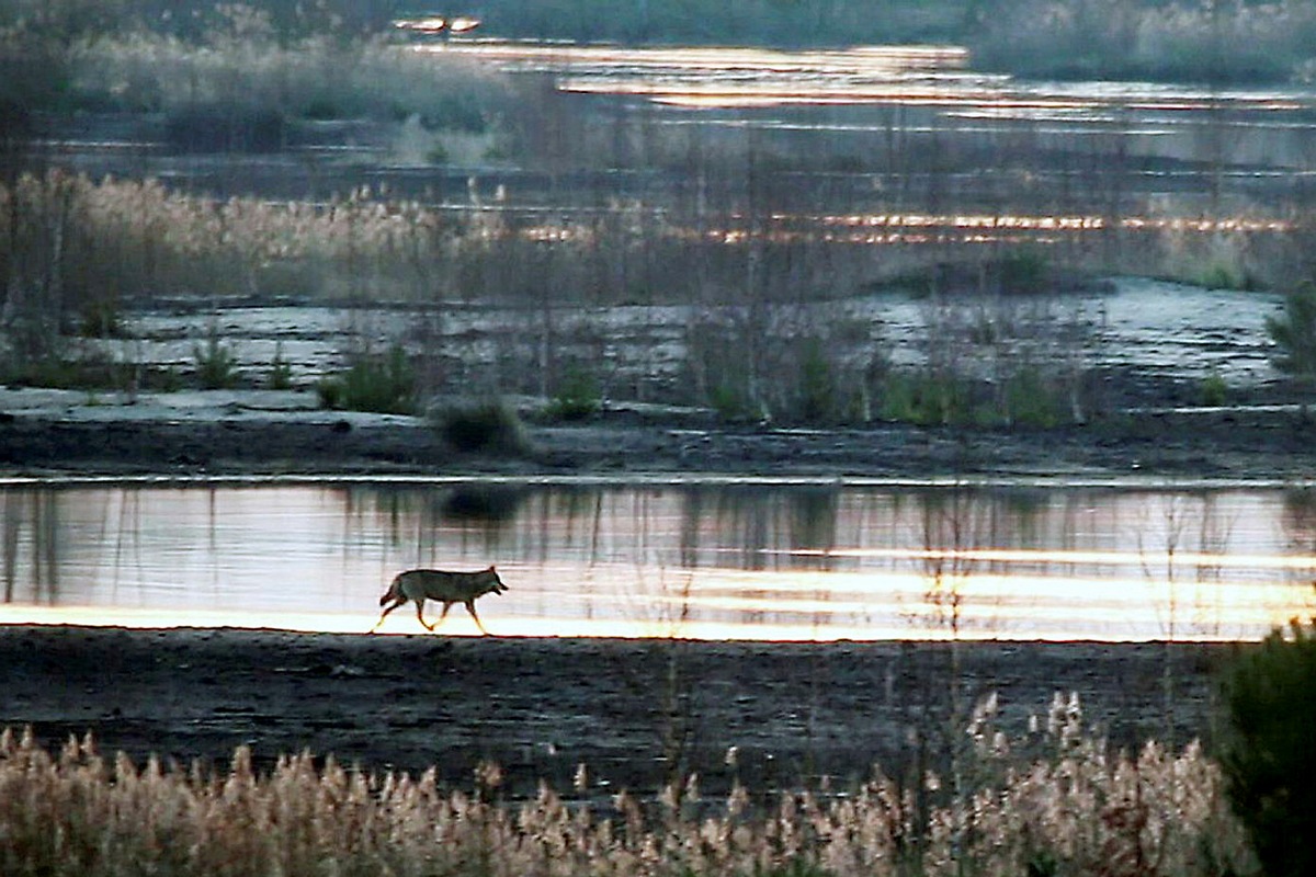 Wie mit dem Wolf leben? 3sat zeigt Dokumentarfilm &quot;Die Rückkehr der Wölfe&quot;