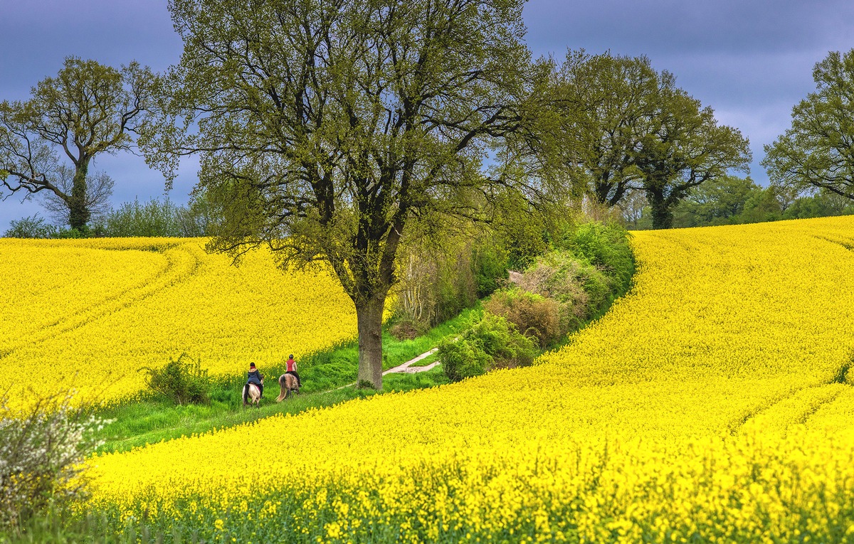 Rapsblüte 2023 / Raps für eine regionale und nachhaltige Tierernährung