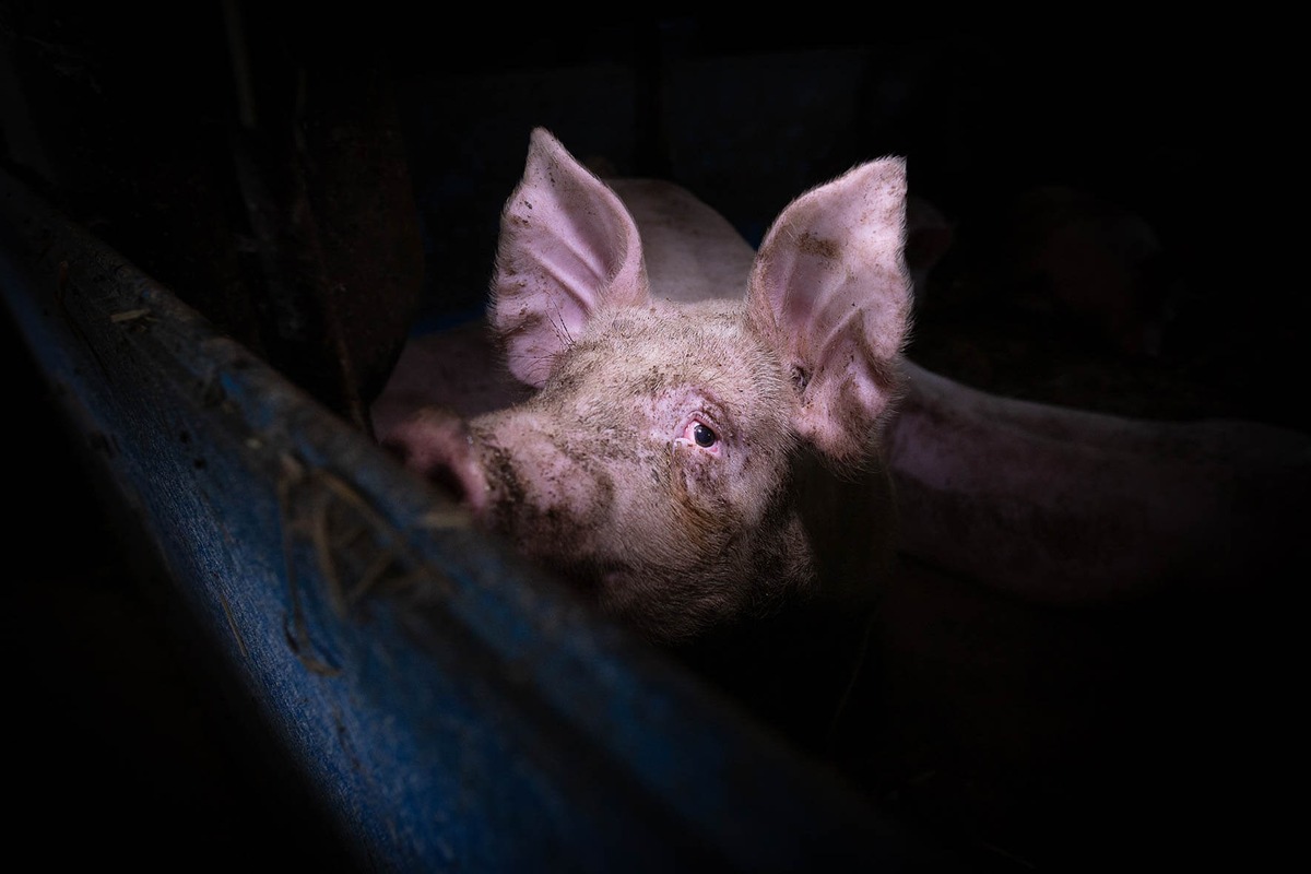 HIDDEN - Tiere im Anthropozän