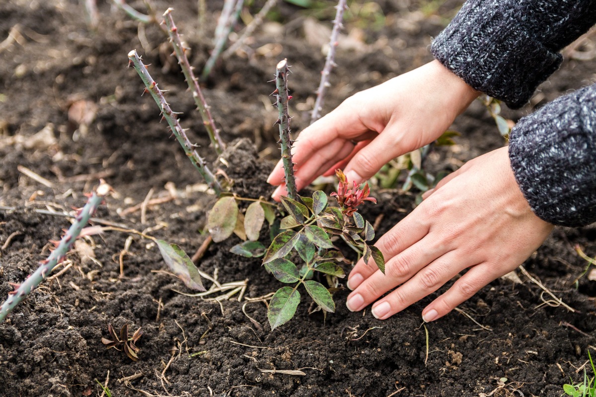 Vorsicht, wenn Dornen in die Haut eindringen! / Freizeit im Garten - Verletzungen richtig verarzten