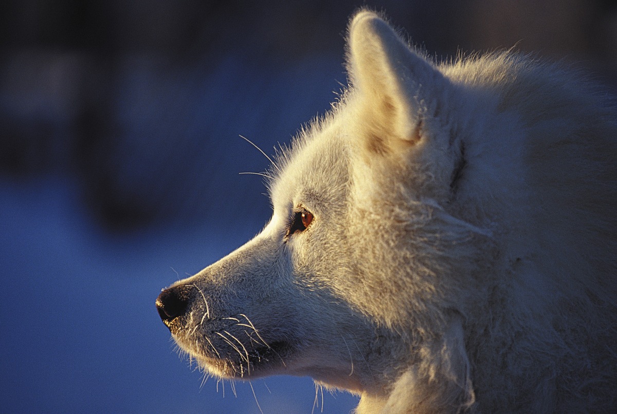 Wintersport mit Huskies