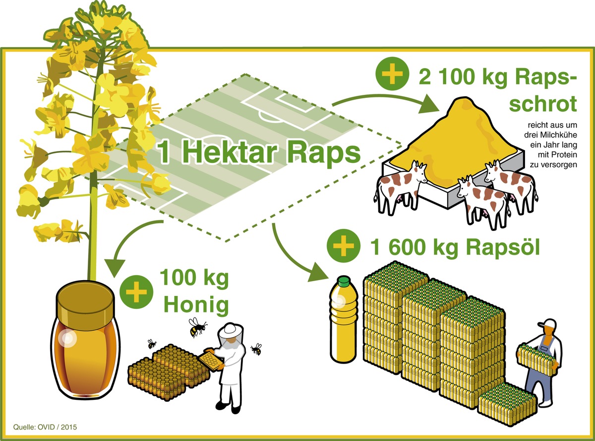 Vielseitigkeit von Raps unterschätzt