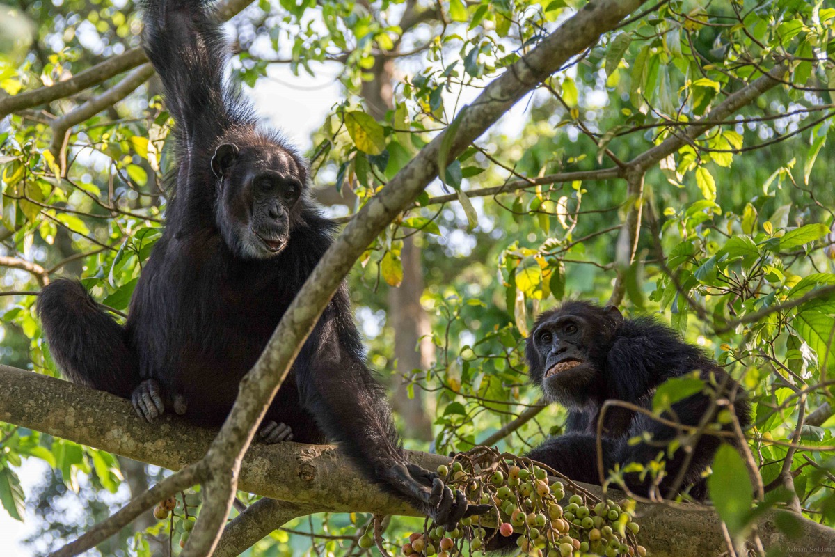 Émotions des grands singes - Viande très disputée, réconfort auprès des congénères proches