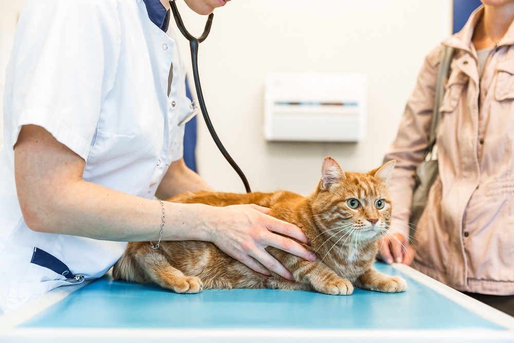 Agir aujourd’hui pour que chats et vaches puissent continuer de bénéficier de soins médicaux à l’avenir!