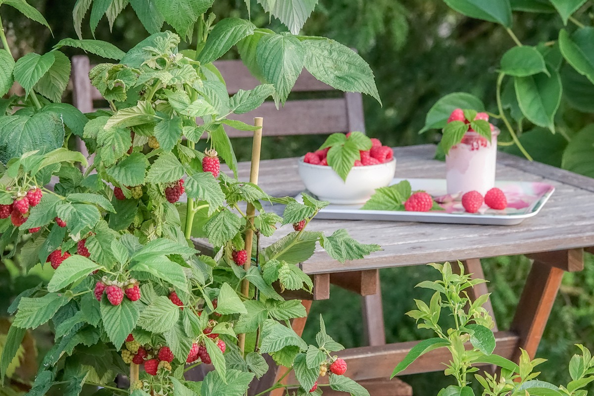 Framboises franchement divines ...